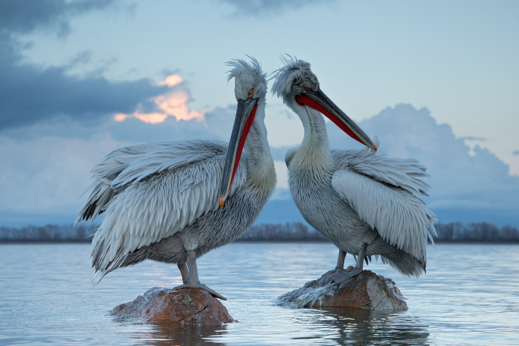 Pelicans & Large Birds of Prey Photography (Bulgaria & Greece) -NEW- 